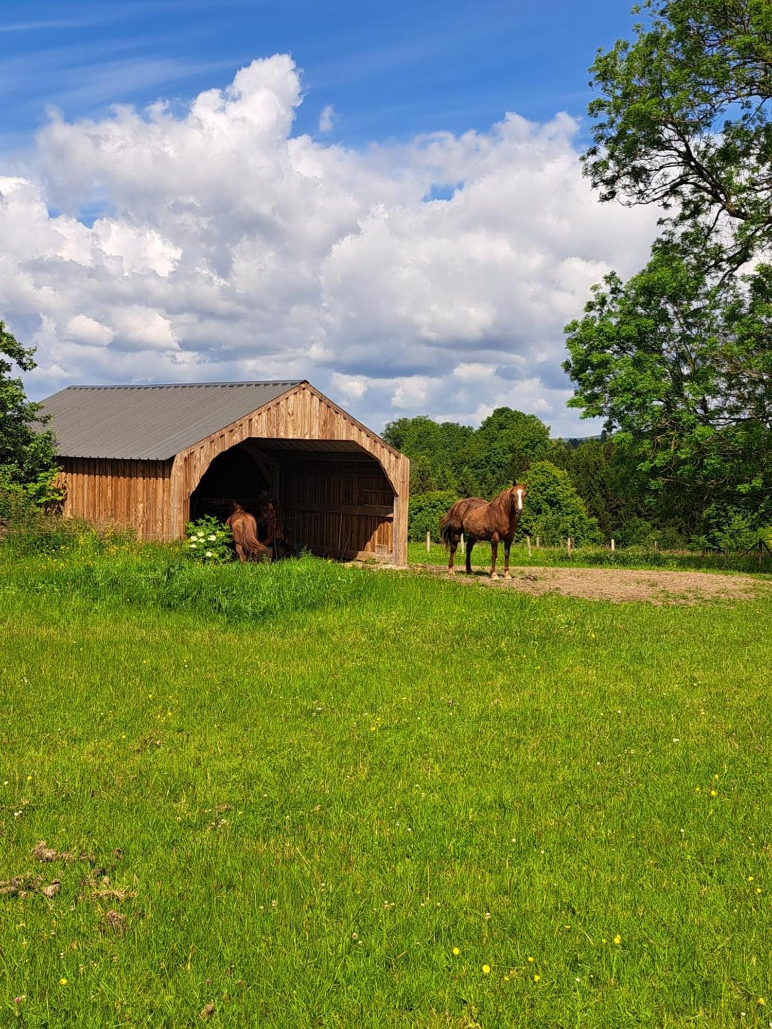 Gite L'Olivier A Filly - Nadrin, Entre Houffalize Et La Roche-En-Ardenne Luaran gambar